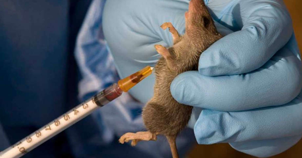 Oyo State Government Confirms Lassa Fever Outbreak With One Dead as Emergency Measures Activated