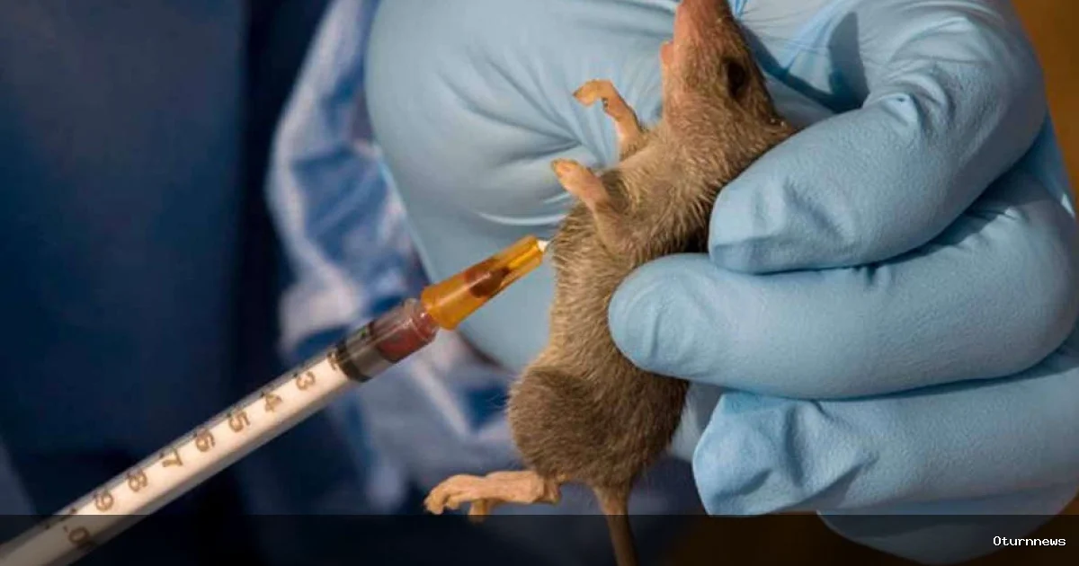 Oyo State Government Confirms Lassa Fever Outbreak With One Dead as Emergency Measures Activated
